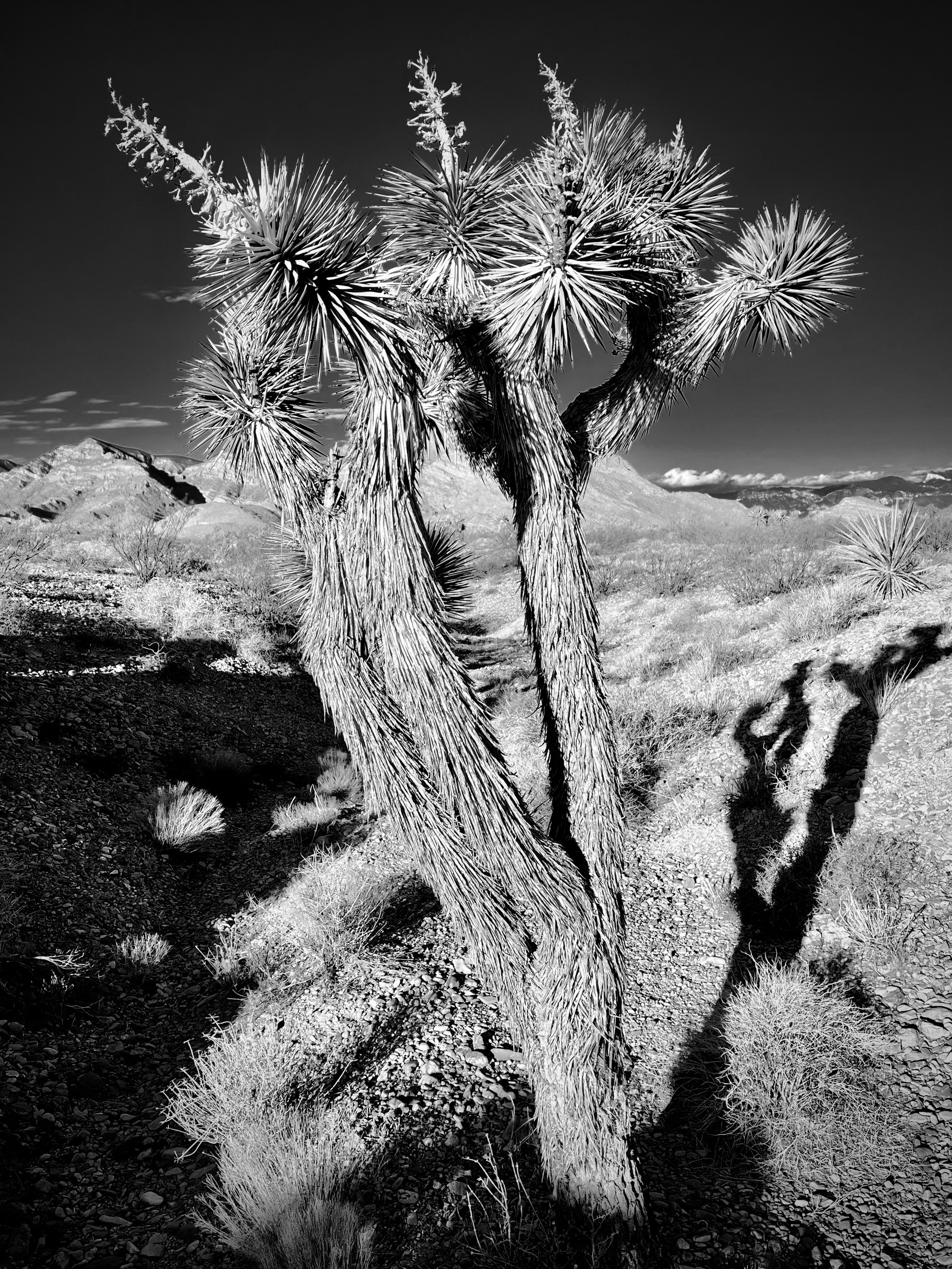 68459842942__BD1B9C73-20D8-4D2B-A238-50A5B761954A 2.jpeg