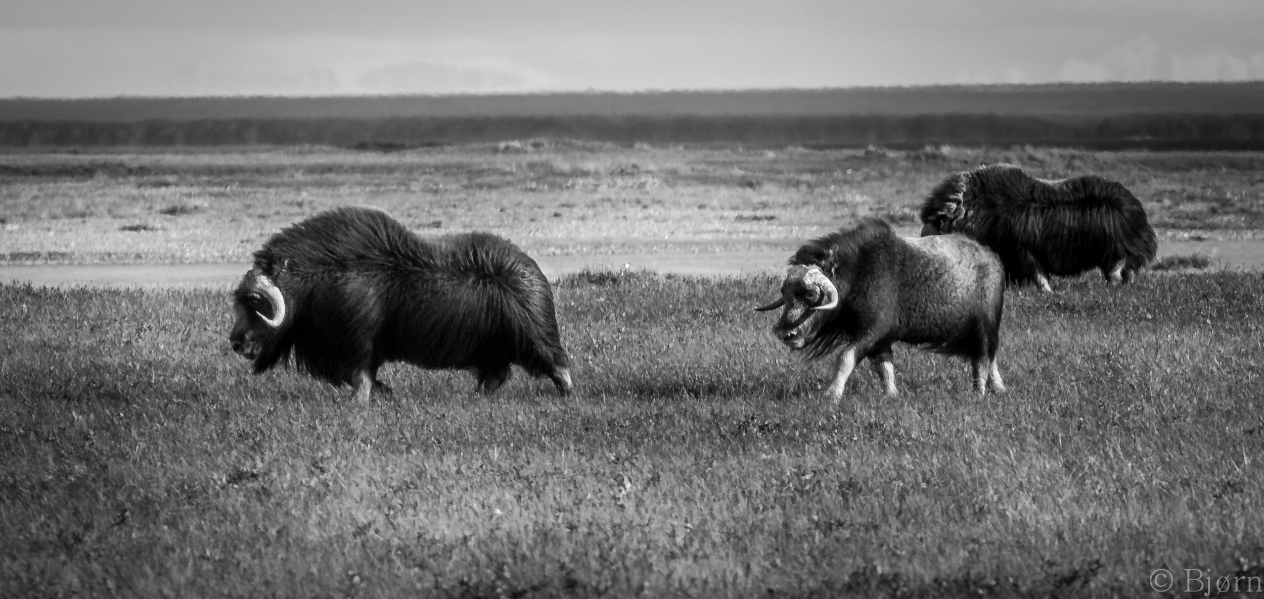 Deadhorse to Valdez_20120809_99_18 2.jpg