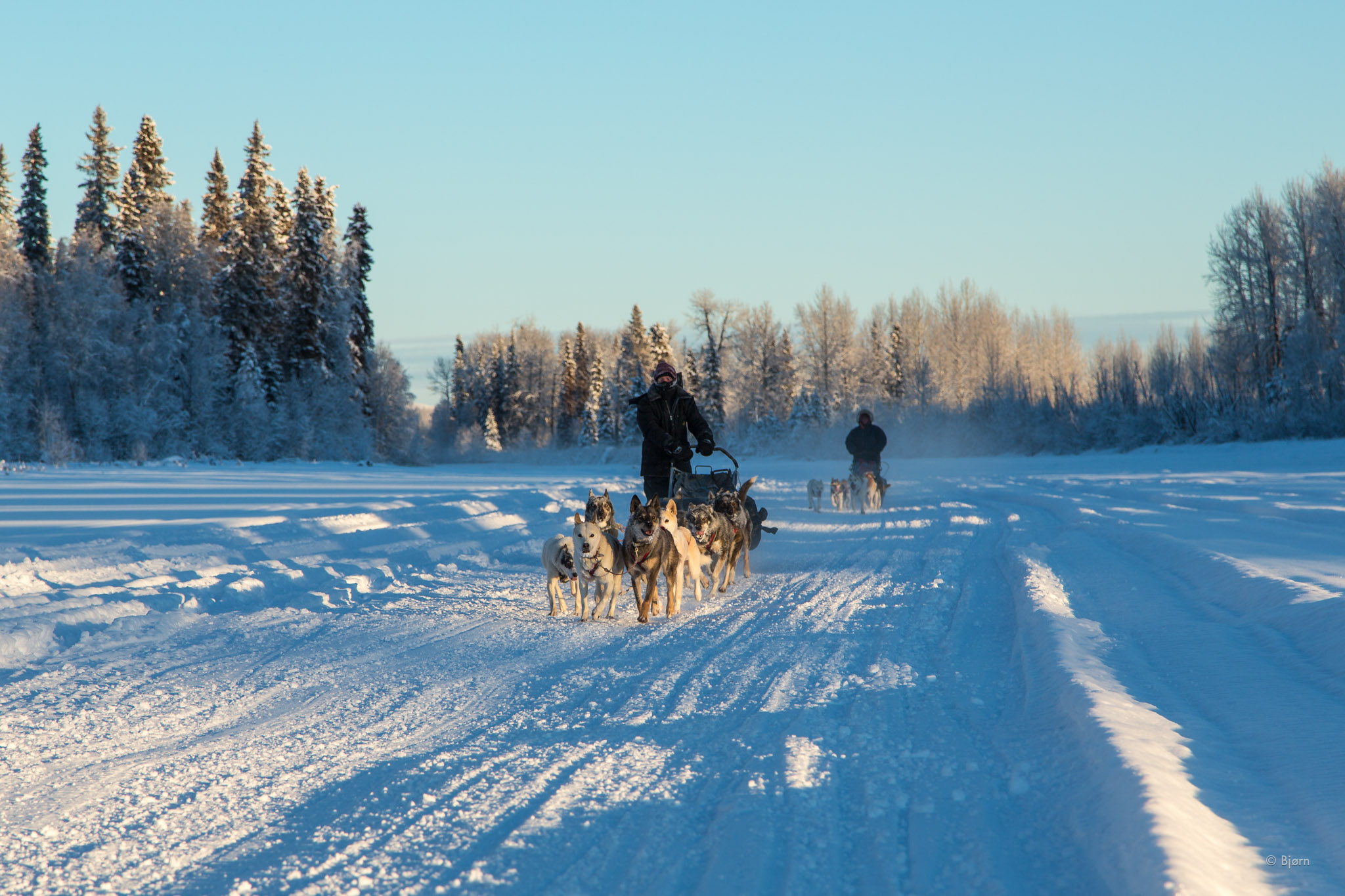 Iditarod Training