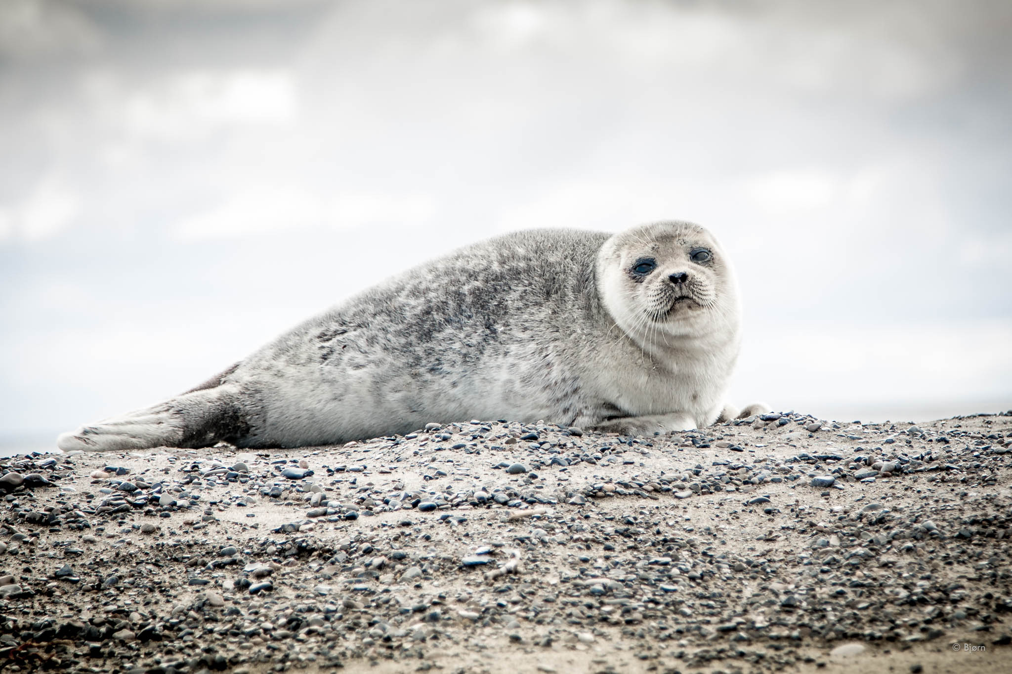  Spotted seal pup - Arctic Alaska. 