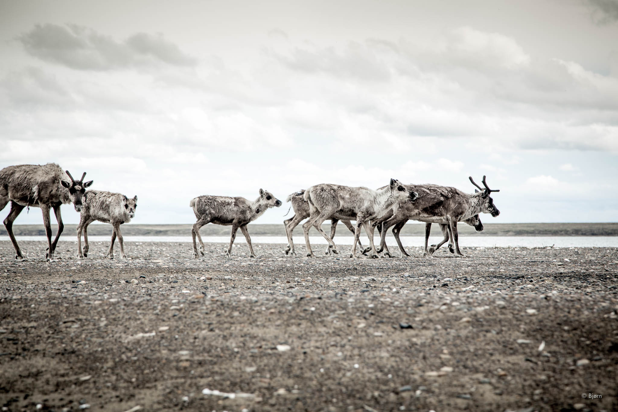 Caribou on the Kasegaluk Lagoon - Arctic Alaska.