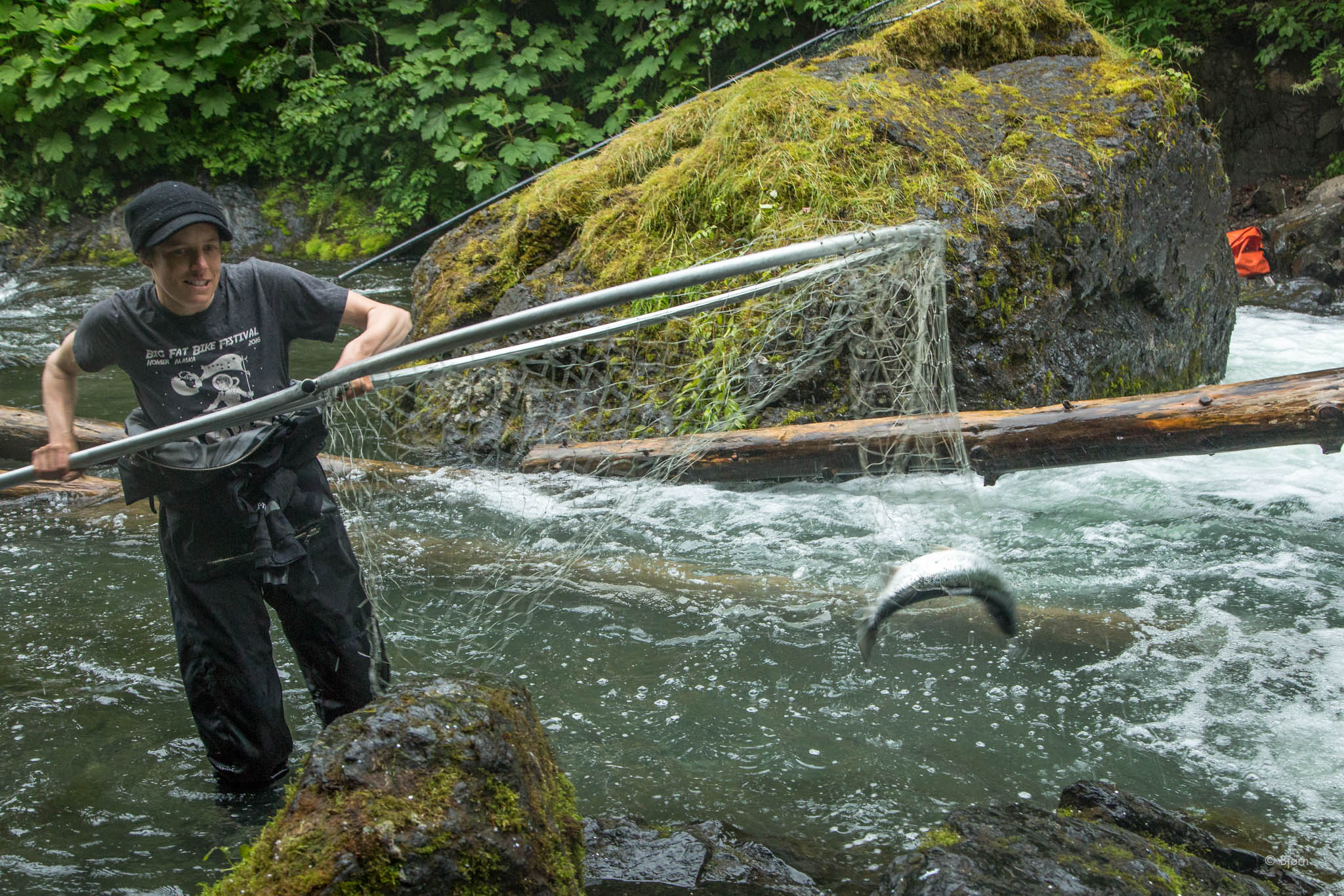  Kim dip-netting sockeye salmon - China Poot, Alaska.&nbsp;&nbsp; 