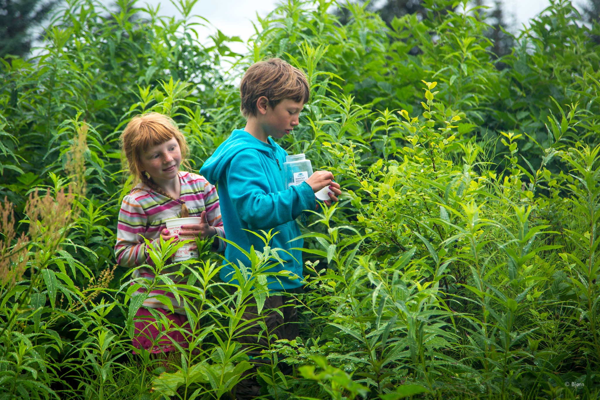  Katmai and Lituya harvesting berries - Seldovia, Alaska.&nbsp; 