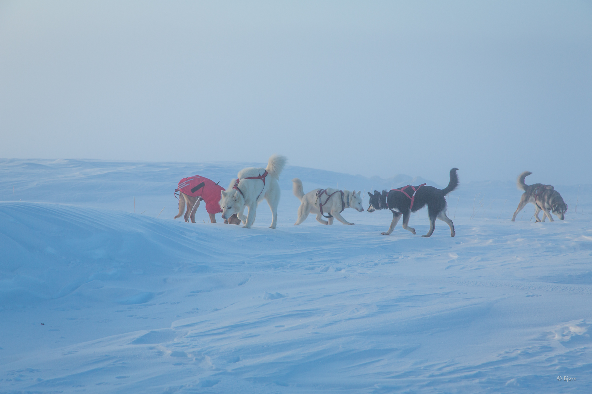  Reese's Siberian huskies were so well trained that he let them loose and called them one at a time to hitch them to the gang line. Beautiful.&nbsp; 