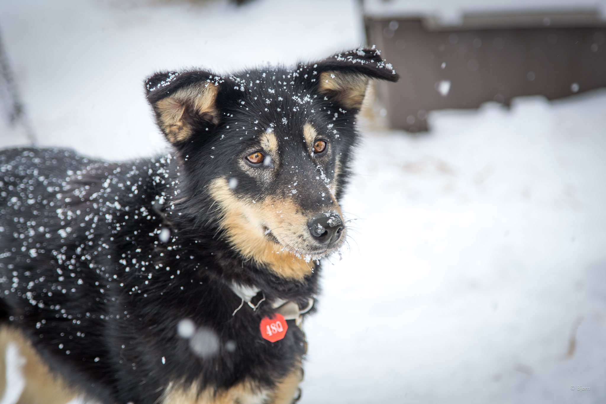 Looks like a cute lil' pup but this sweetheart has run the trail four times. 