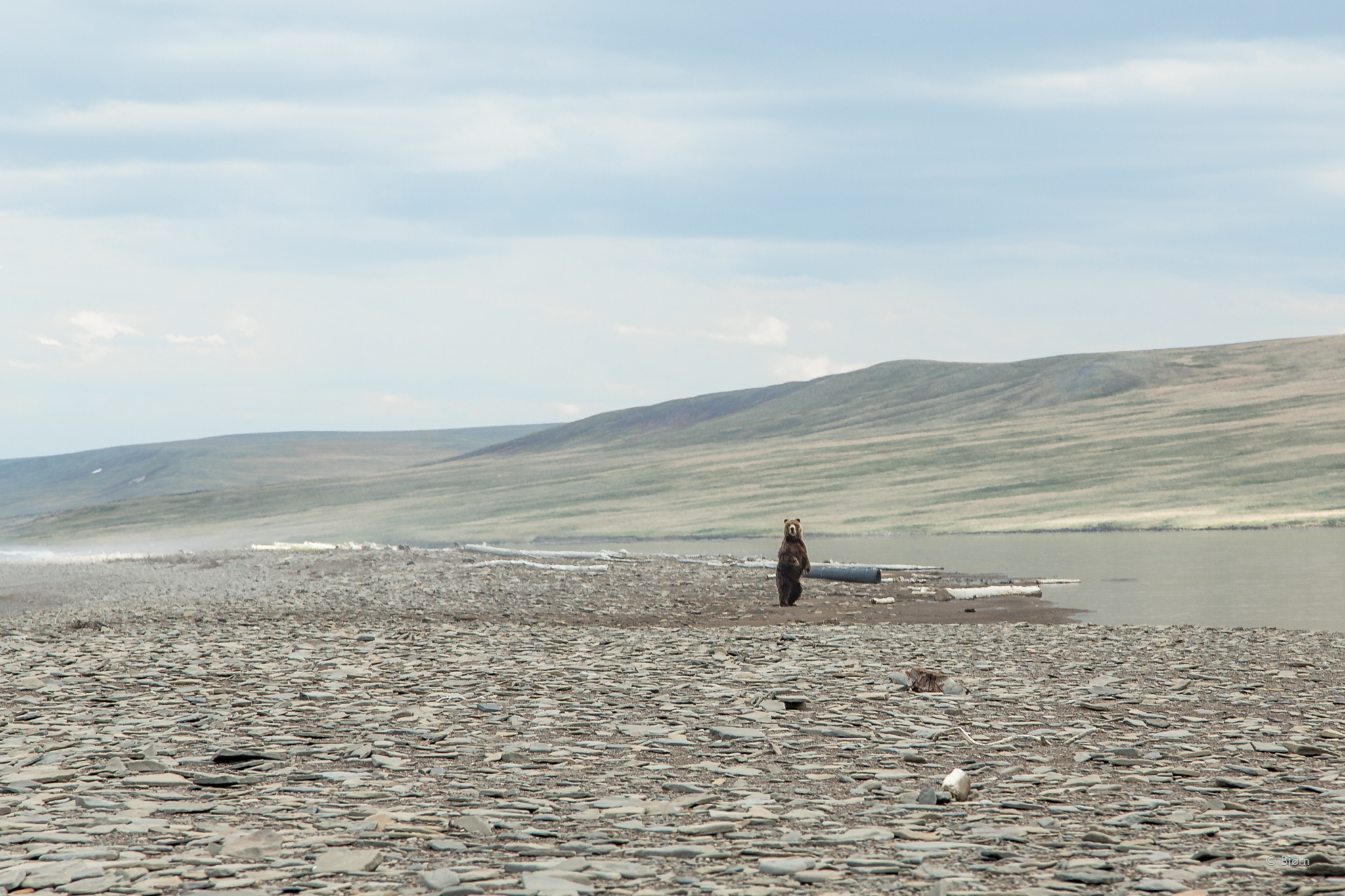 Brown Bear Standoff.jpg