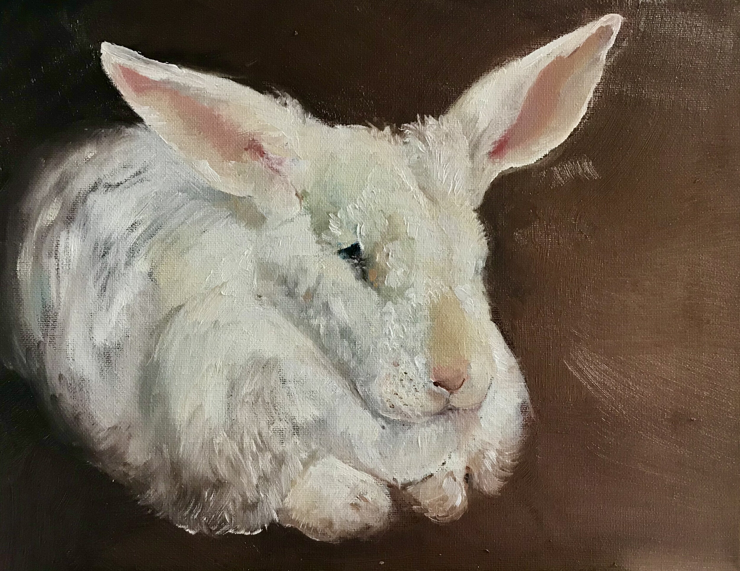 Rabbit