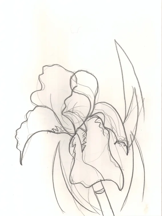 Iris 4.jpg