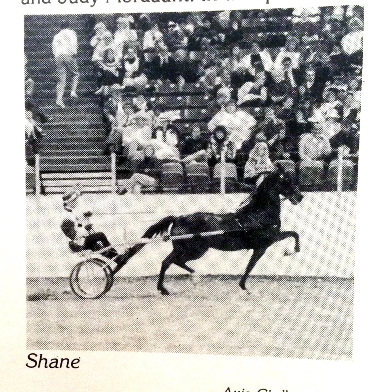 Shane