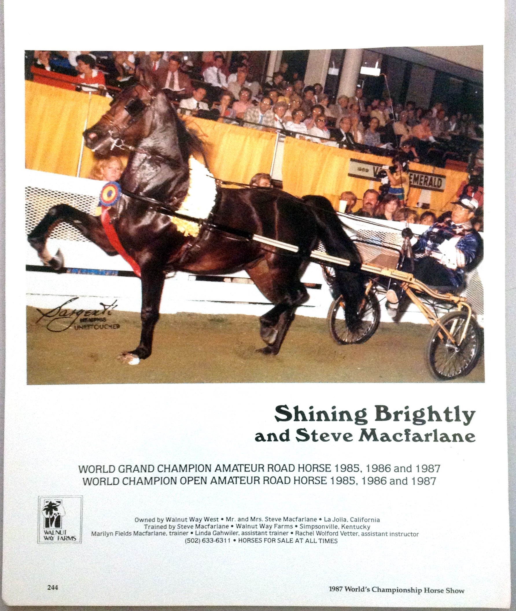 Shining Brightly and Steve MacFarlane World Championship Ad