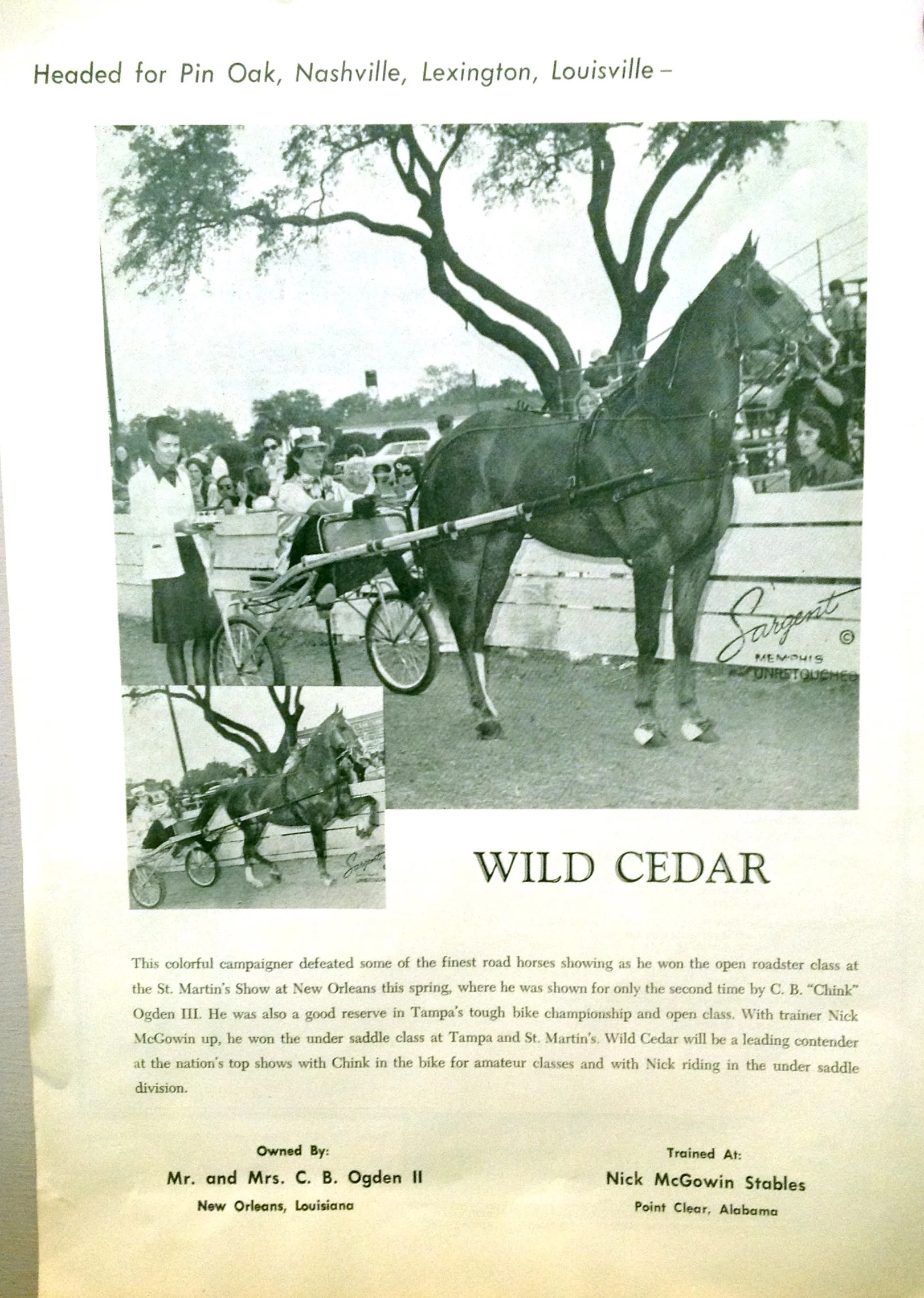 Wild Cedar and