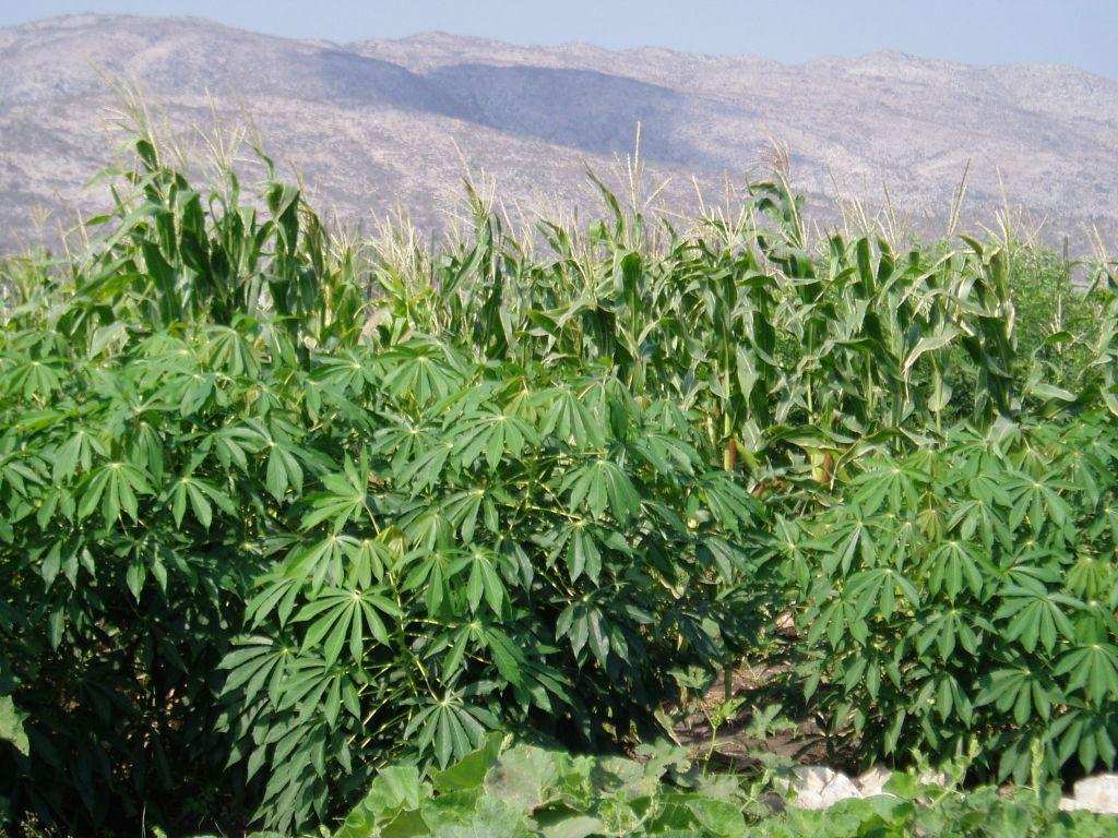 April 2010 Sourghum Crop at the Clarke Agriculture Project