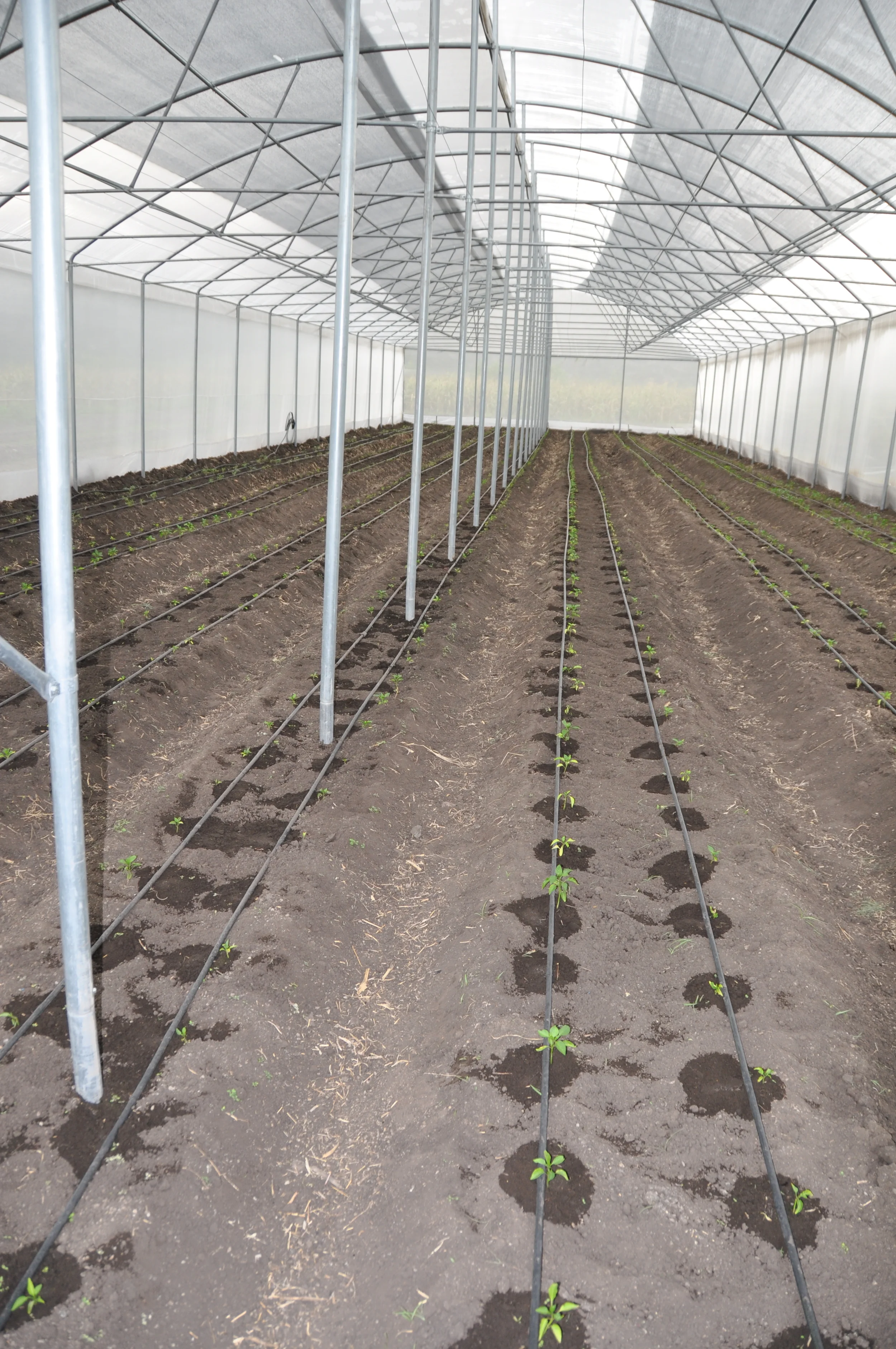 Our new green house at the Clarke Farm