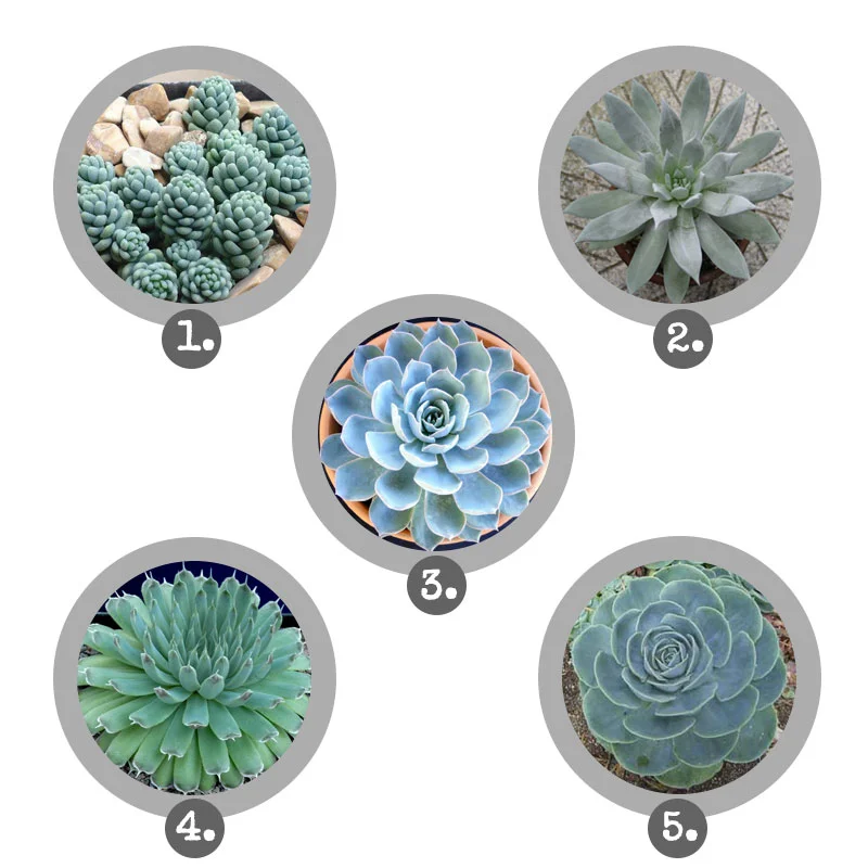Succulents - Paige's Picks, The Vintage Round Top