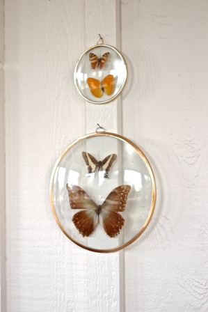 BUTTERFLY GLASS DOMES, THE VINTAGE ROUND TOP