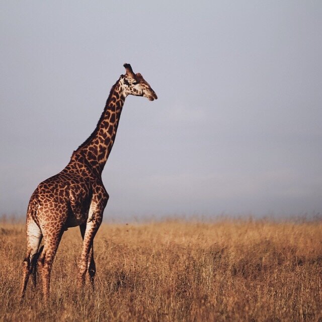The Fernweh Studio Travel Diary Safari Giraffe