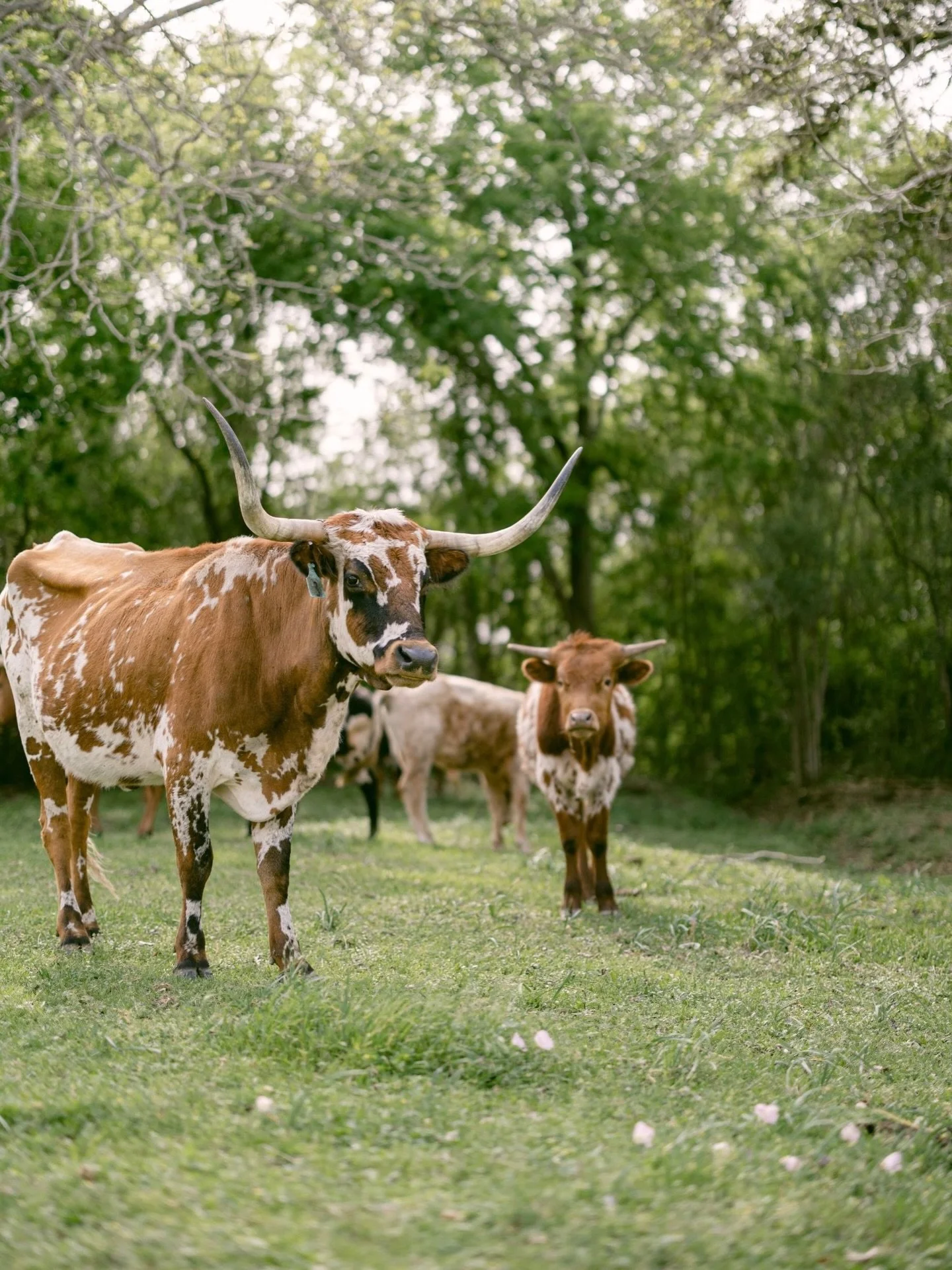 The Round Top longhorns are true crowd-pleasers&hellip;always majestic and calming to watch. Sharing this sweet moment in hopes it brings a little peace and joy to your week. 🤎

📷: @karissawidder