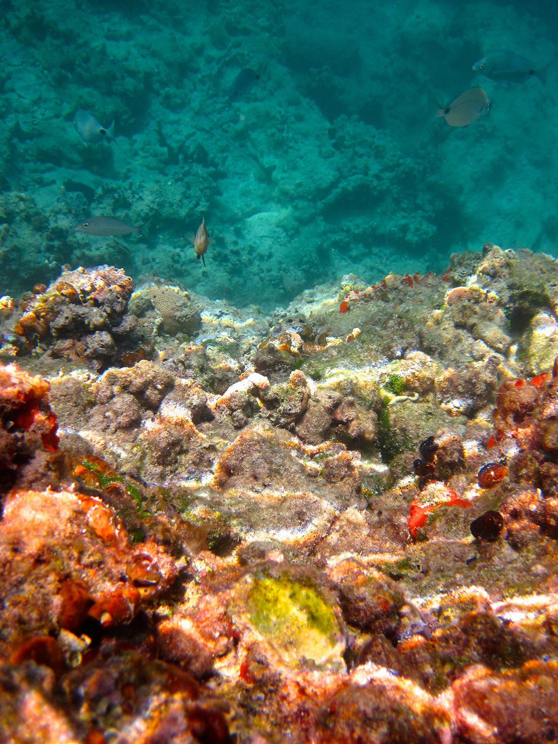 Bermuda,-Sian---5.jpg