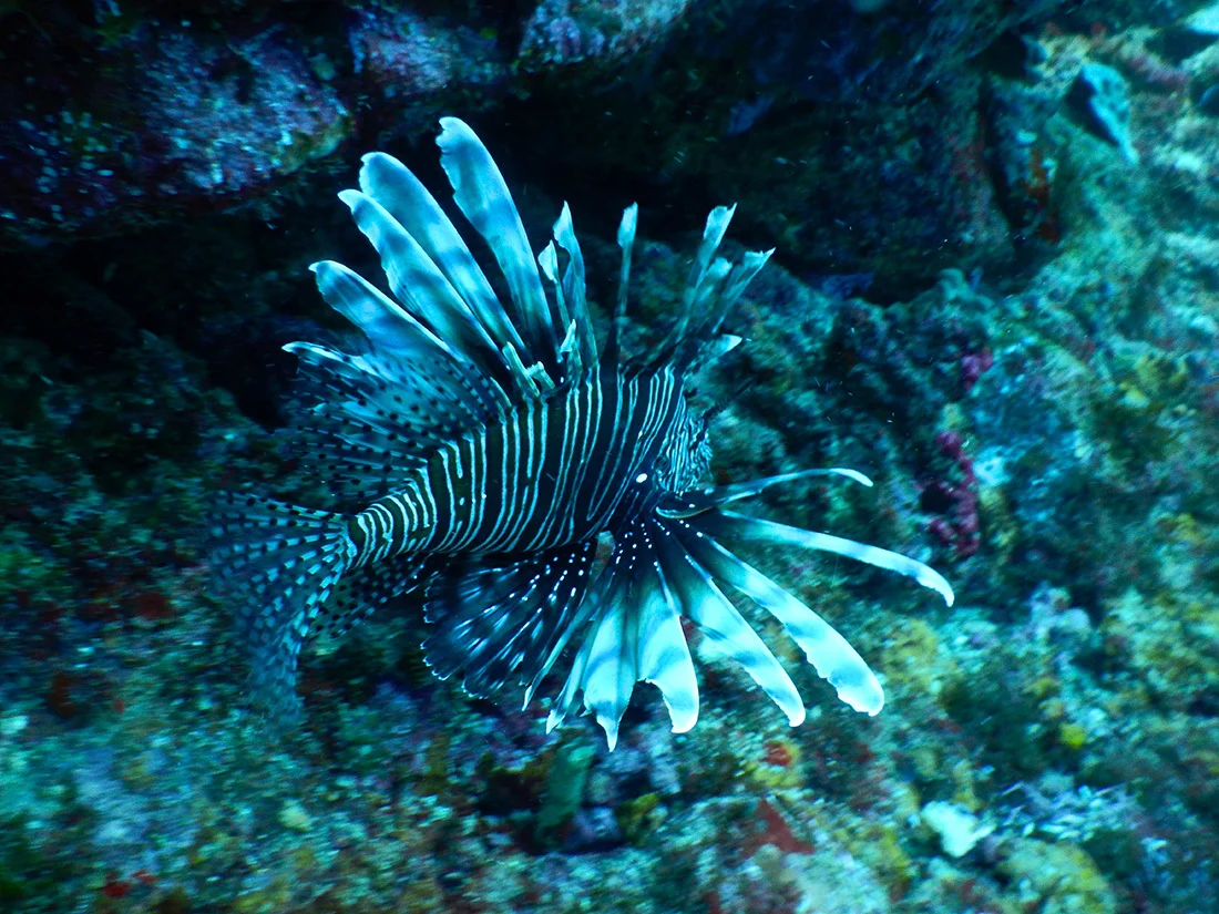 Underwater-photos-2---34.jpg