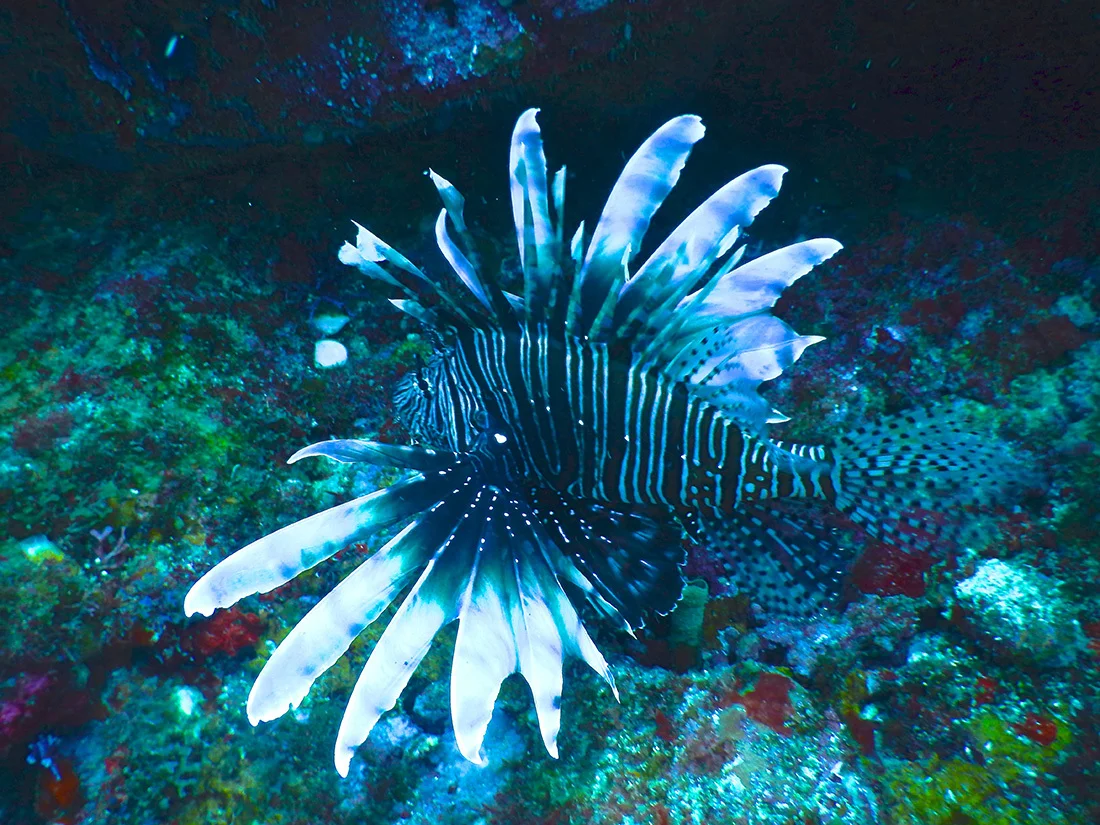 Underwater-photos-2---33.jpg