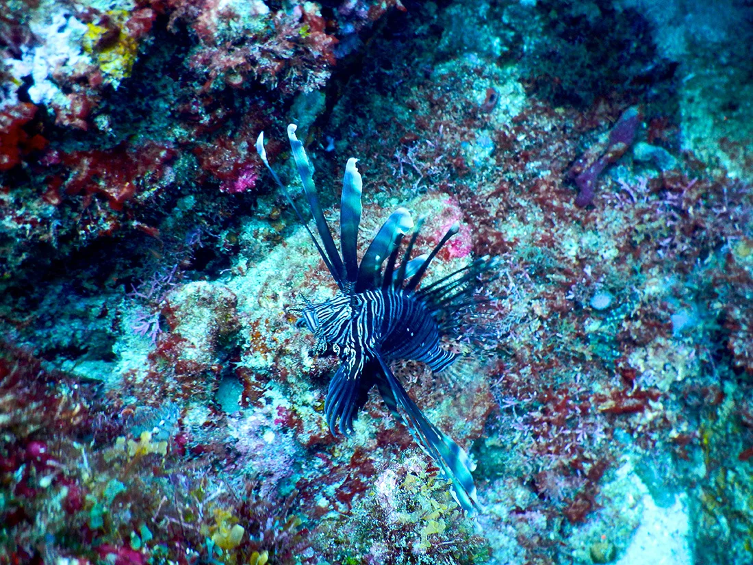 Underwater-photos-2---32.jpg