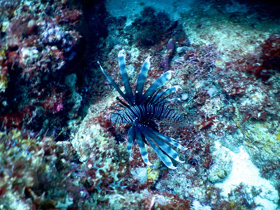 Underwater-photos-2---31.jpg