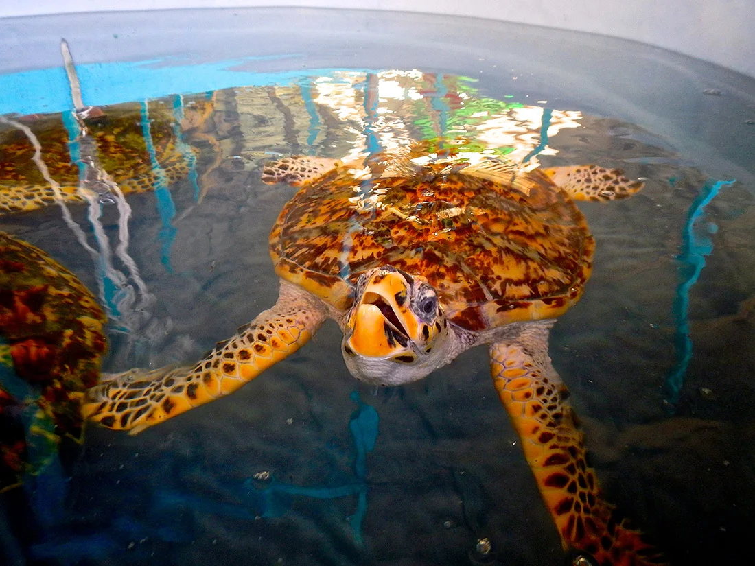 Marine-life,-Sian---05.jpg