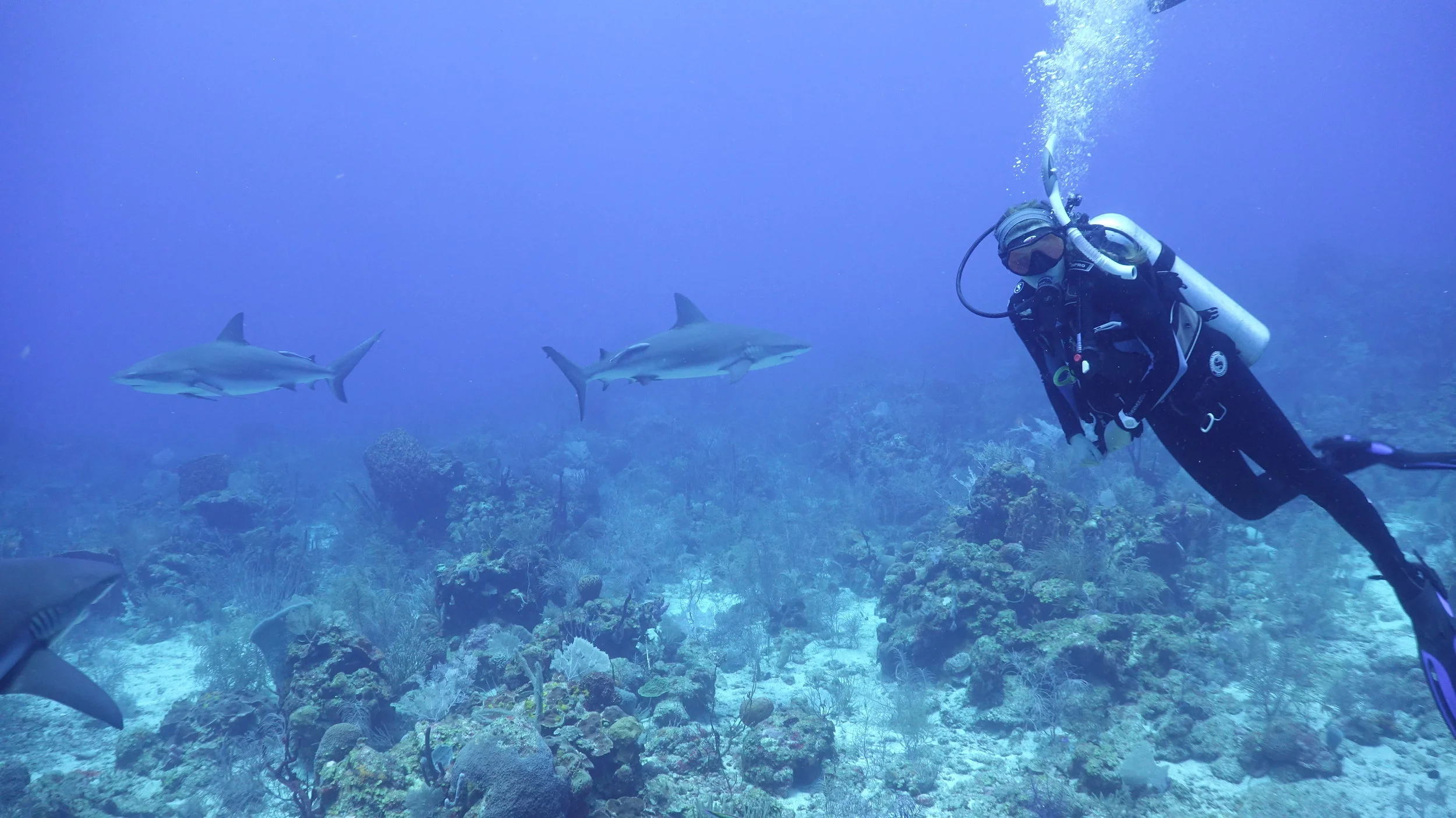 Roatán Institute for Marine Sciences …Honduras has incredible diving possibilities. I did 13 dives at various wrecks and reefs at different depths and times of the day and night. But the highlight was going down 75 feet to swim with 15 Caribbean Ree…
