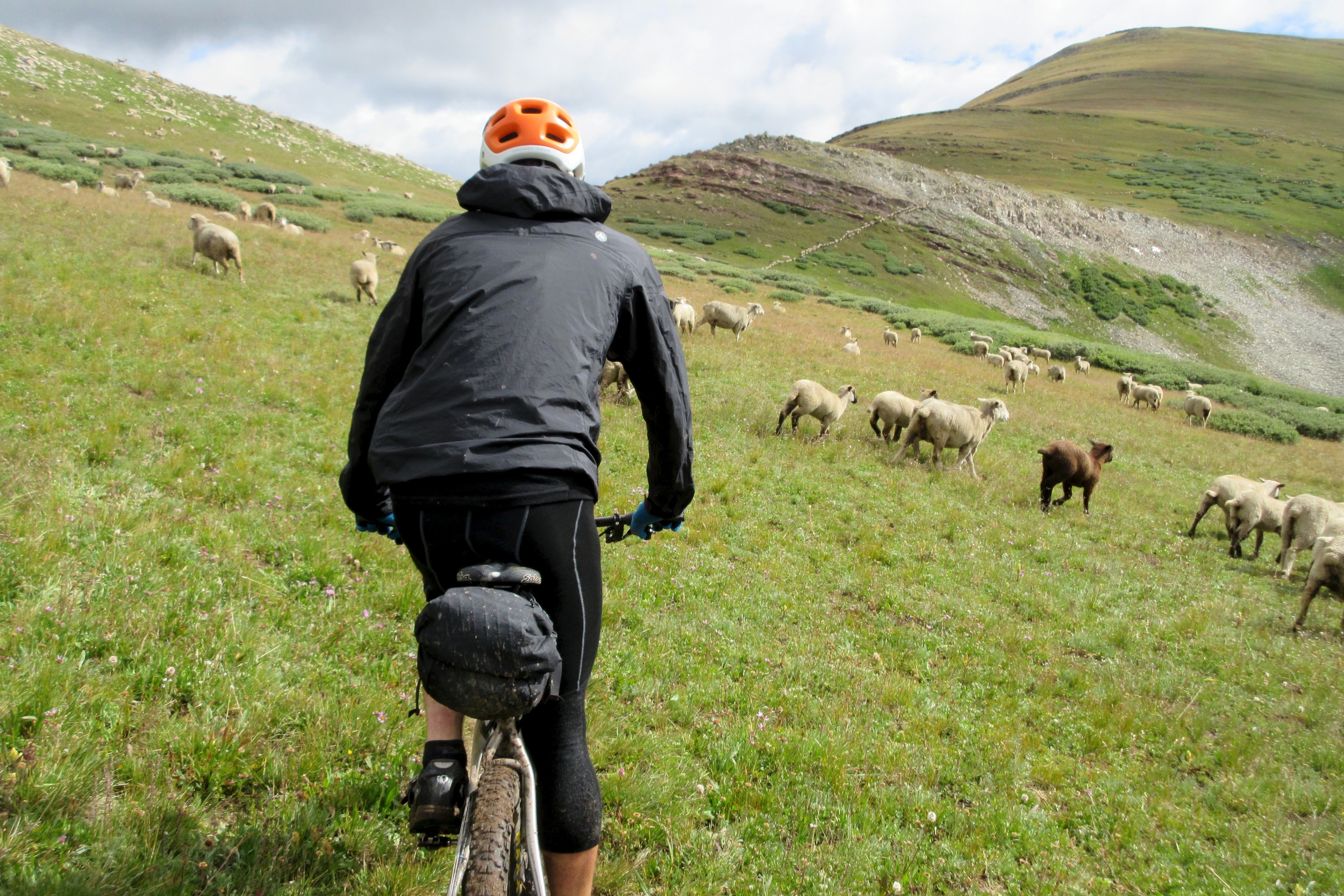 thousands of sheep on Searle Pass