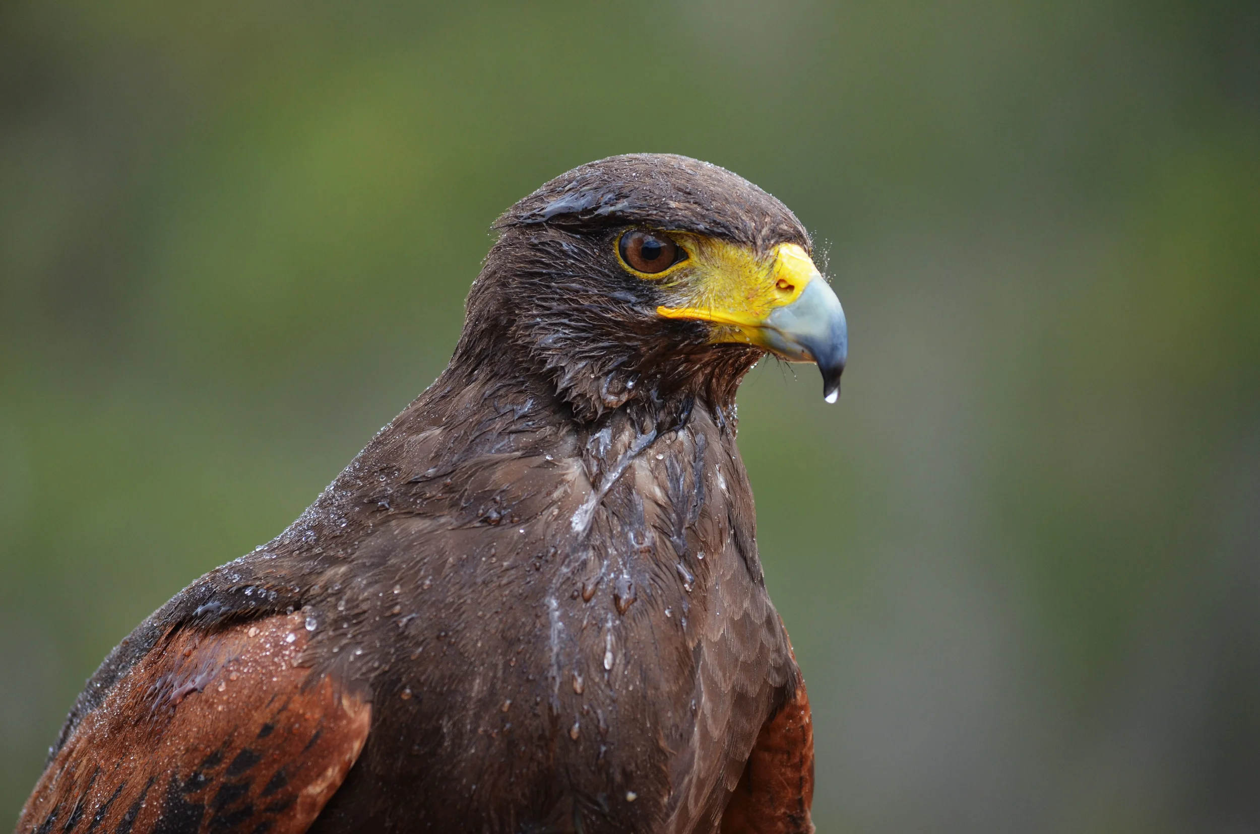 harrishawk.jpg
