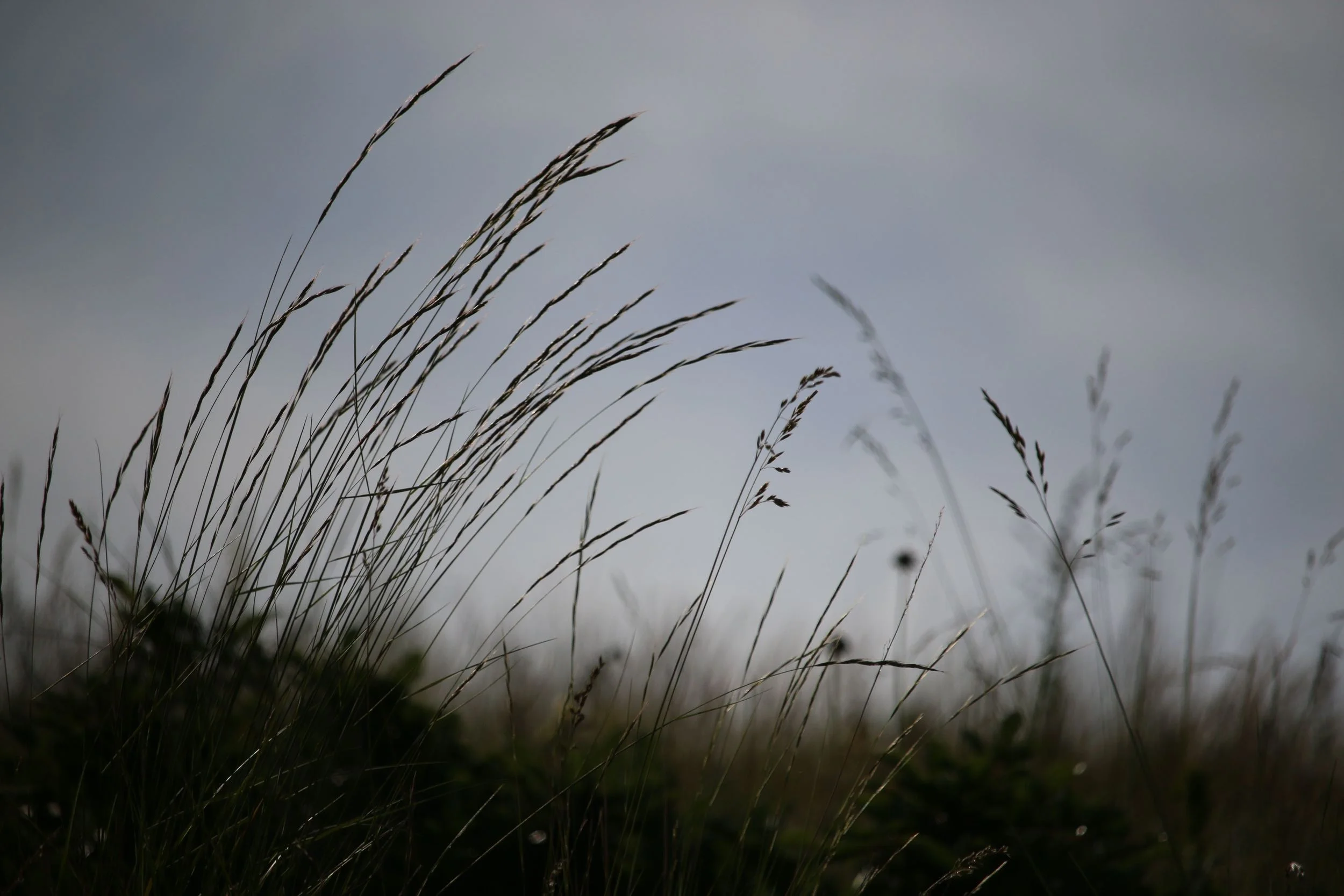 tallgrass.jpg