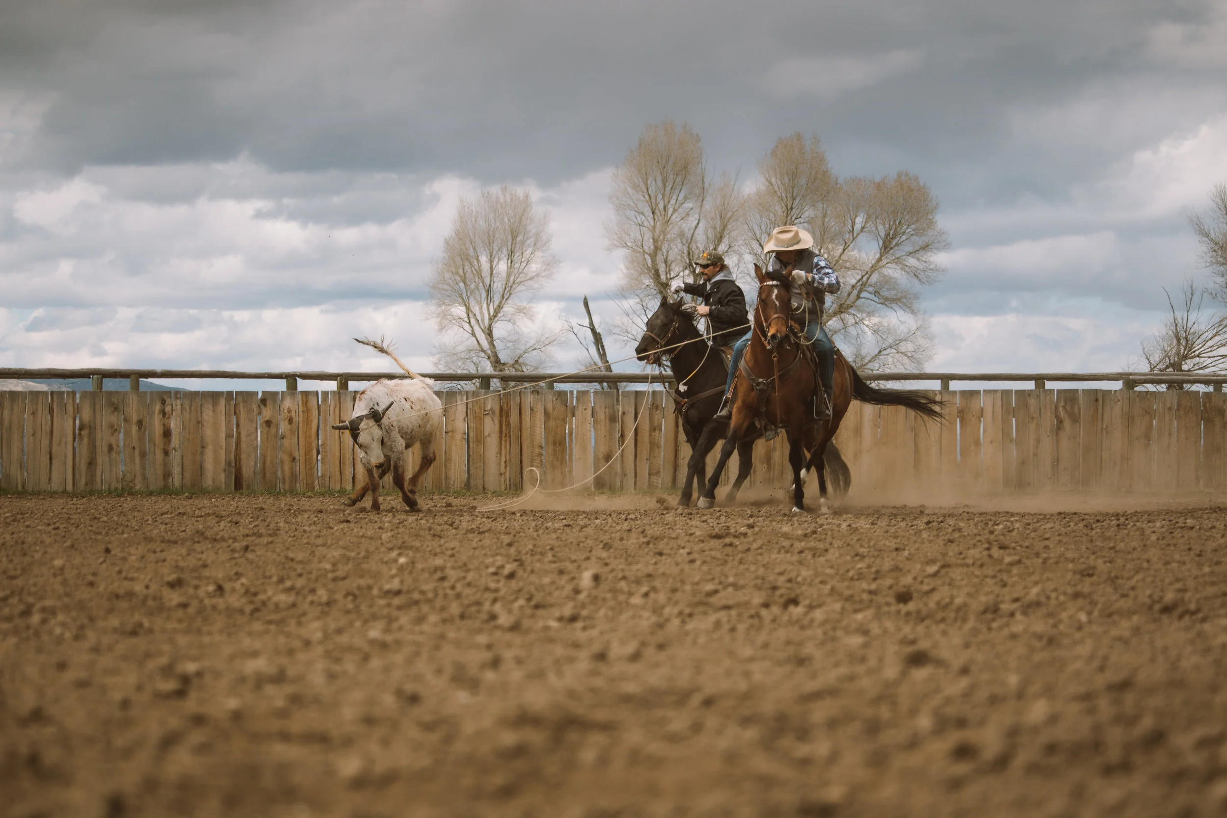Steer Training, Twin Bridges, MT