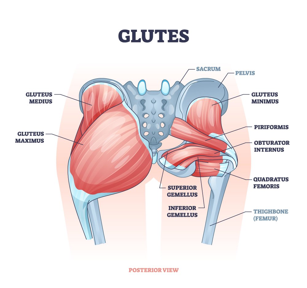 anatomy of the glute muscles and pelvis