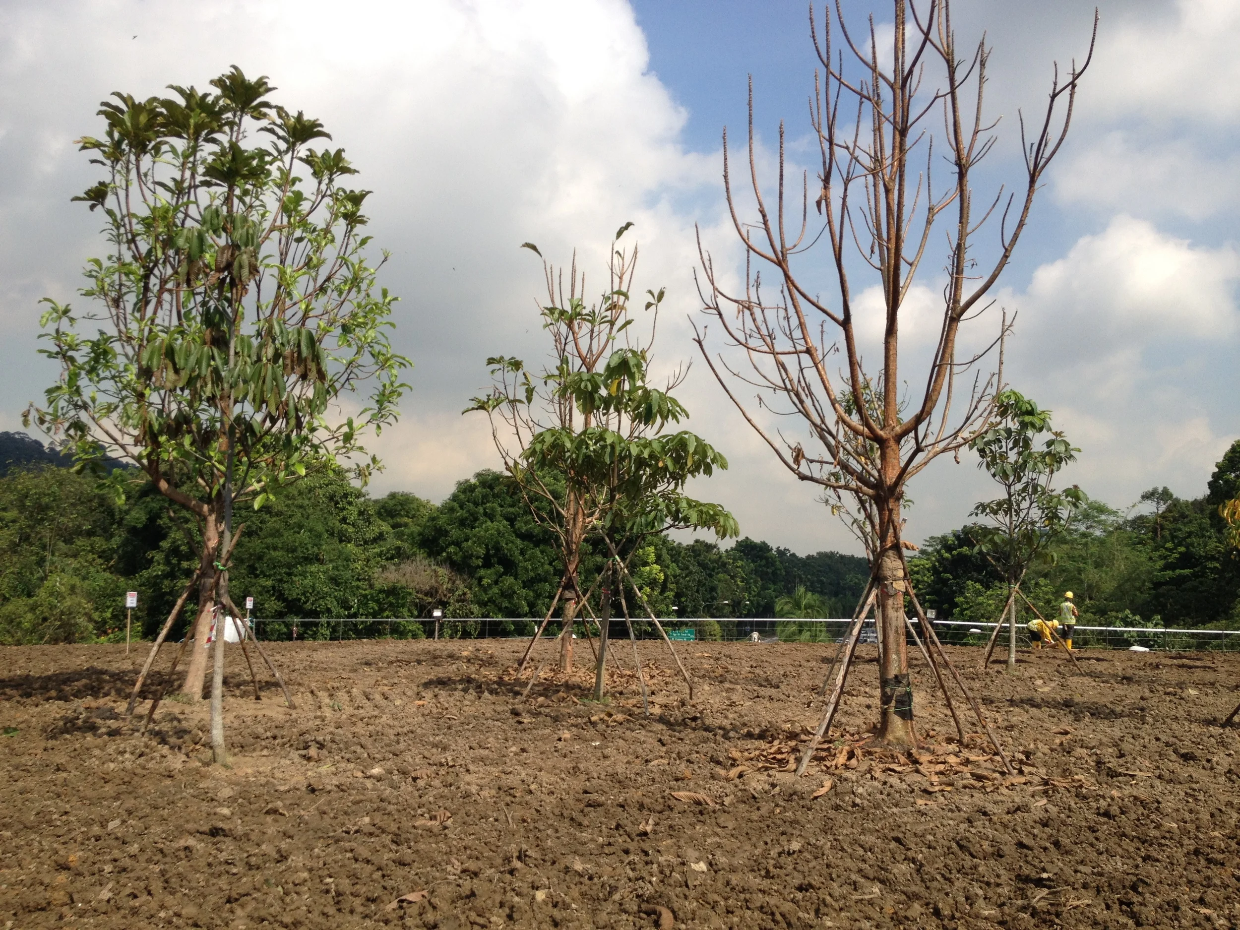 The first trees planting on the bridge