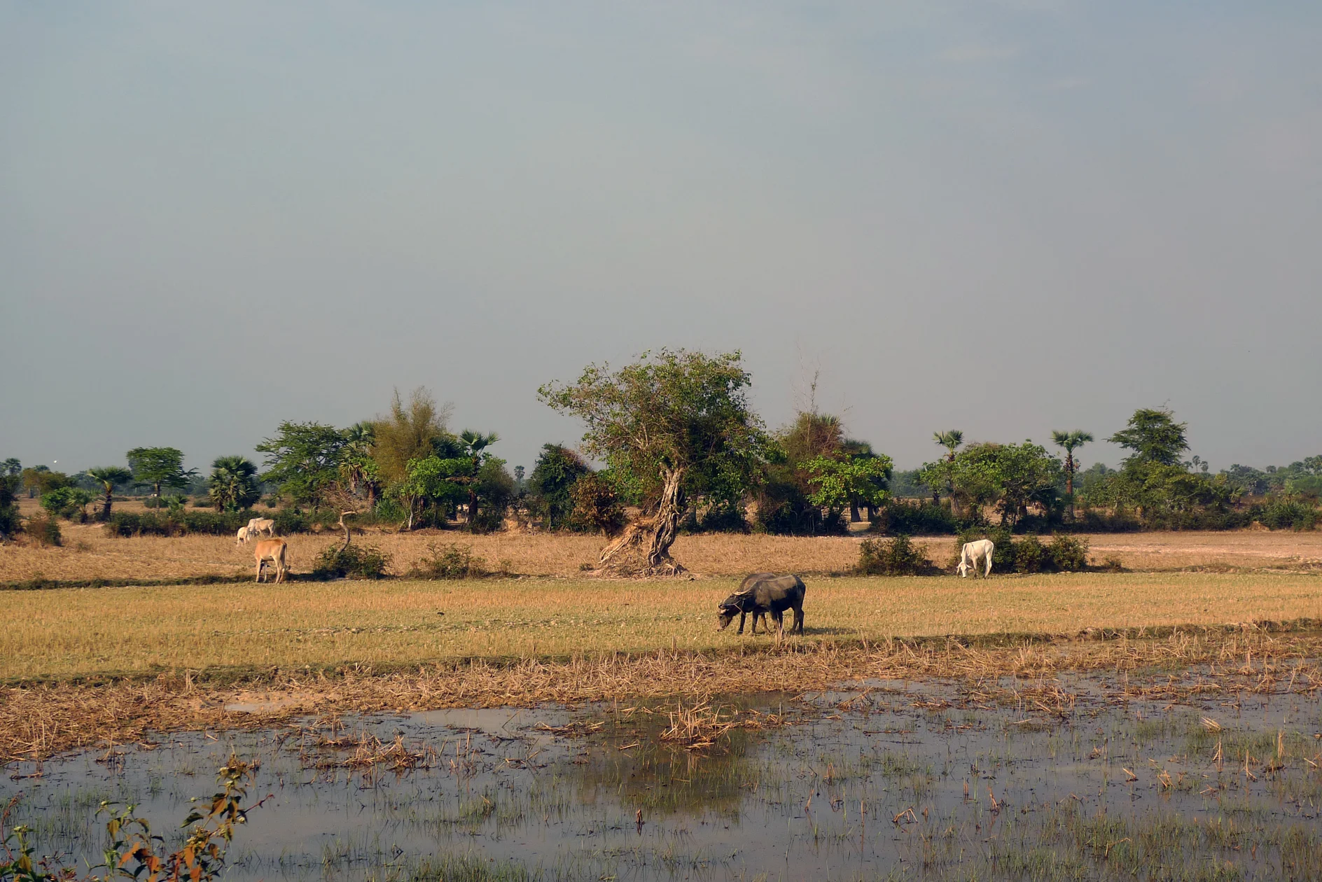 The landscape around Siem Reap