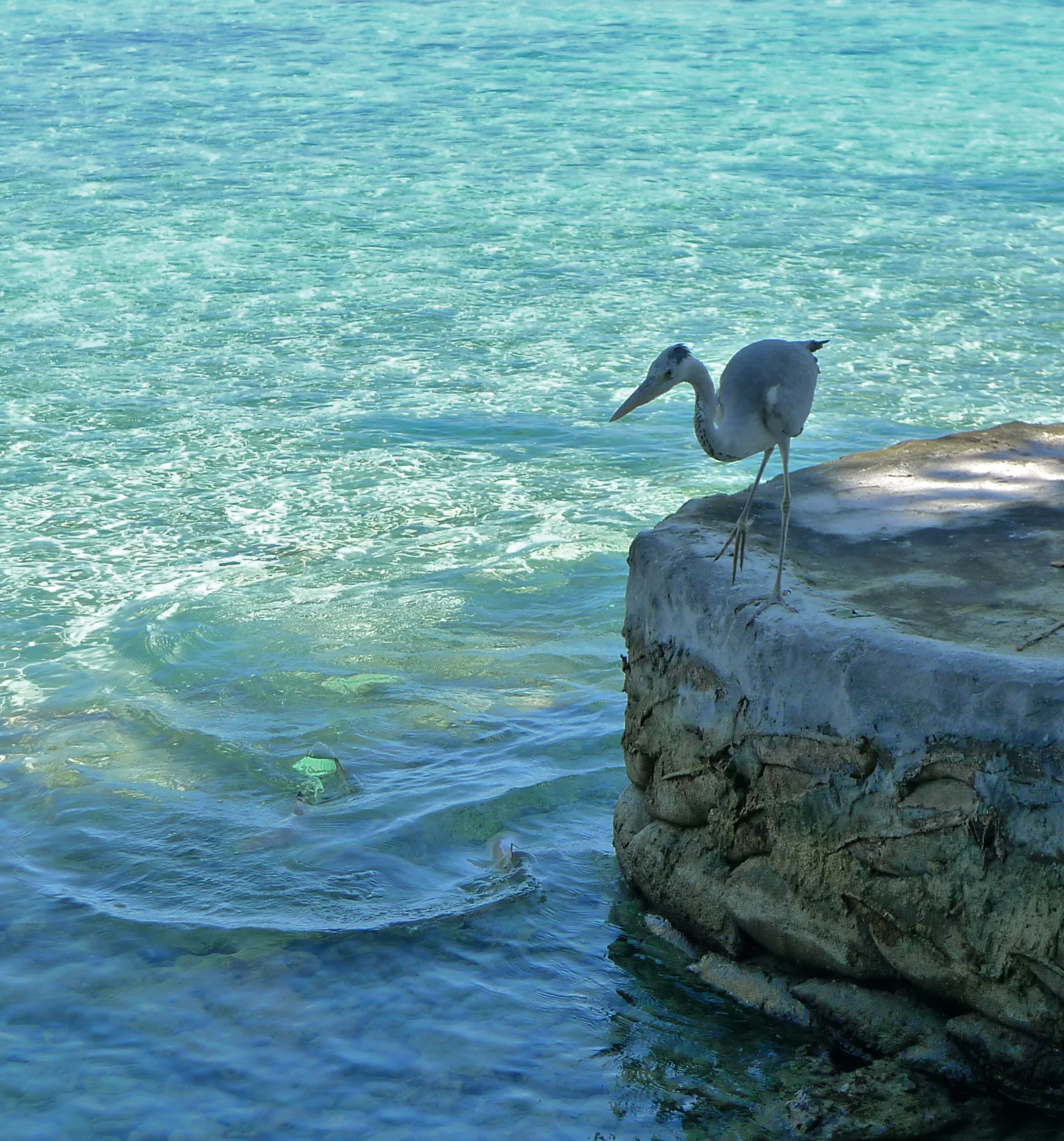 Boduhithi heron with black tip reef sharks
