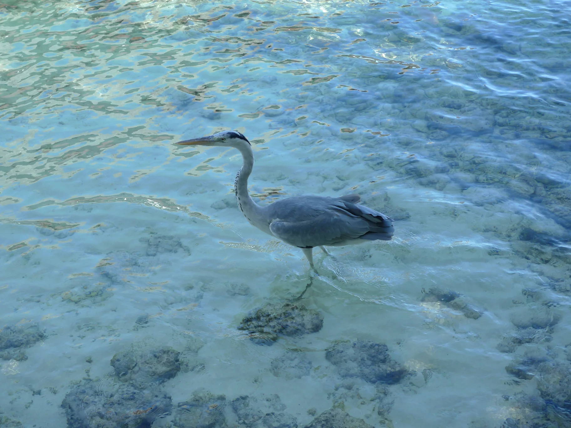 Heron wading on the beach at Boduhithi