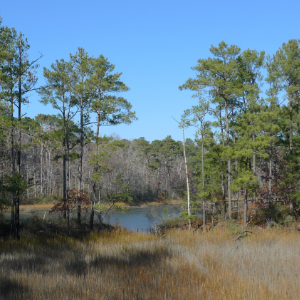 Owl Creek, Virginia Beach, USA