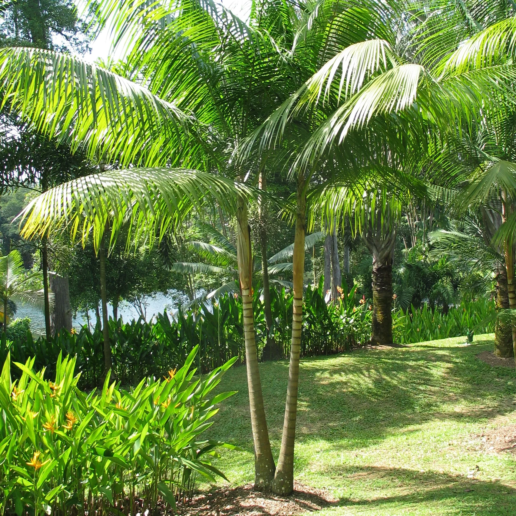 Rhopaloblaste singaporensis 2 stem.JPG