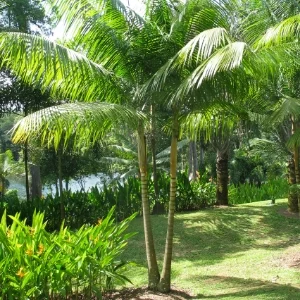 Native Plants of Singapore