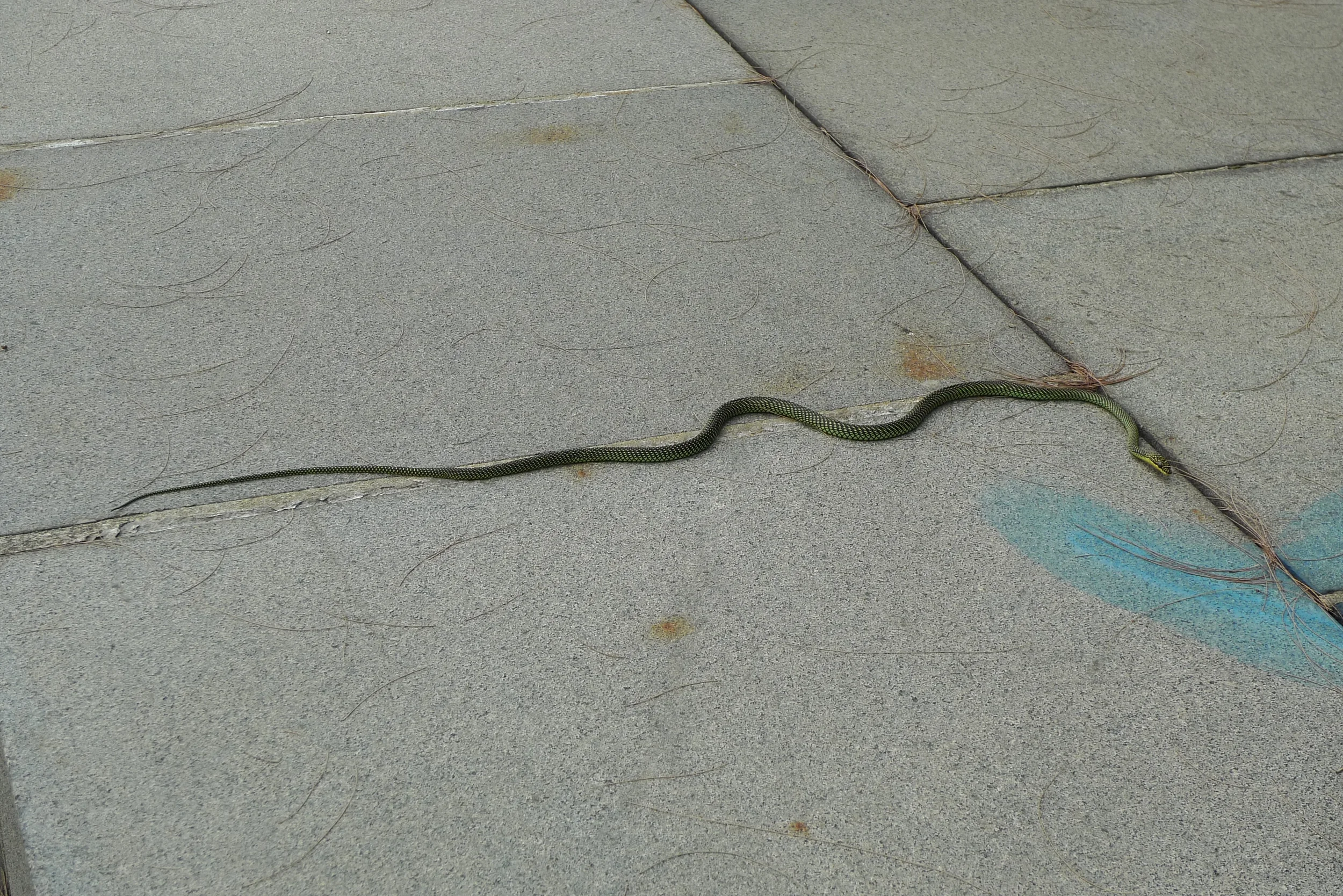 Golden Tree Snake warming himself on the stones at Coney Island
