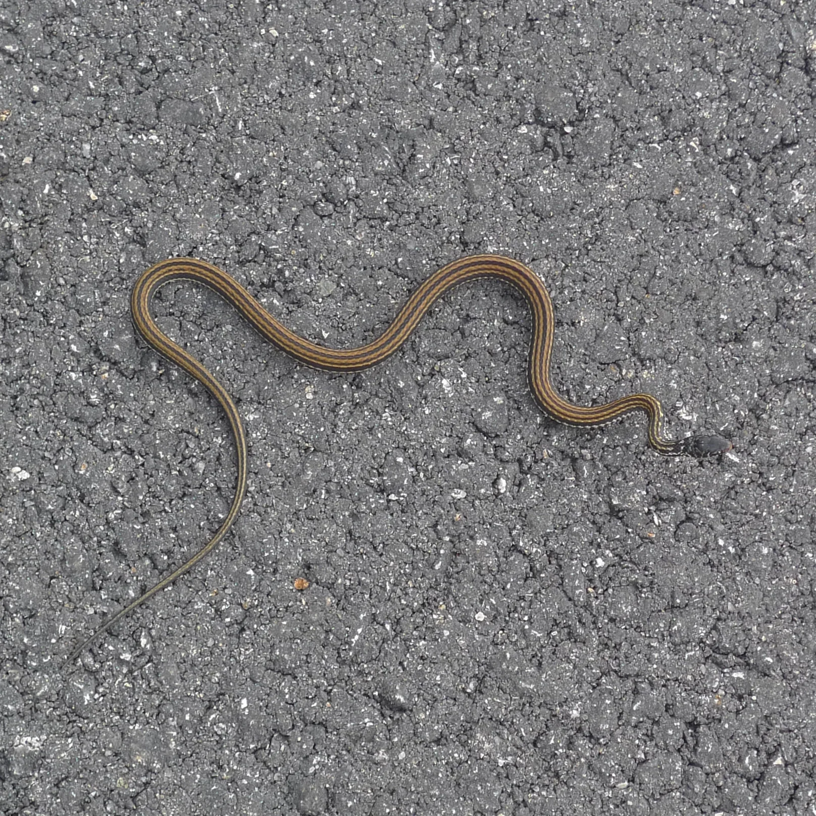 Painted Bronzeback on the road at the entrance to Coney Island