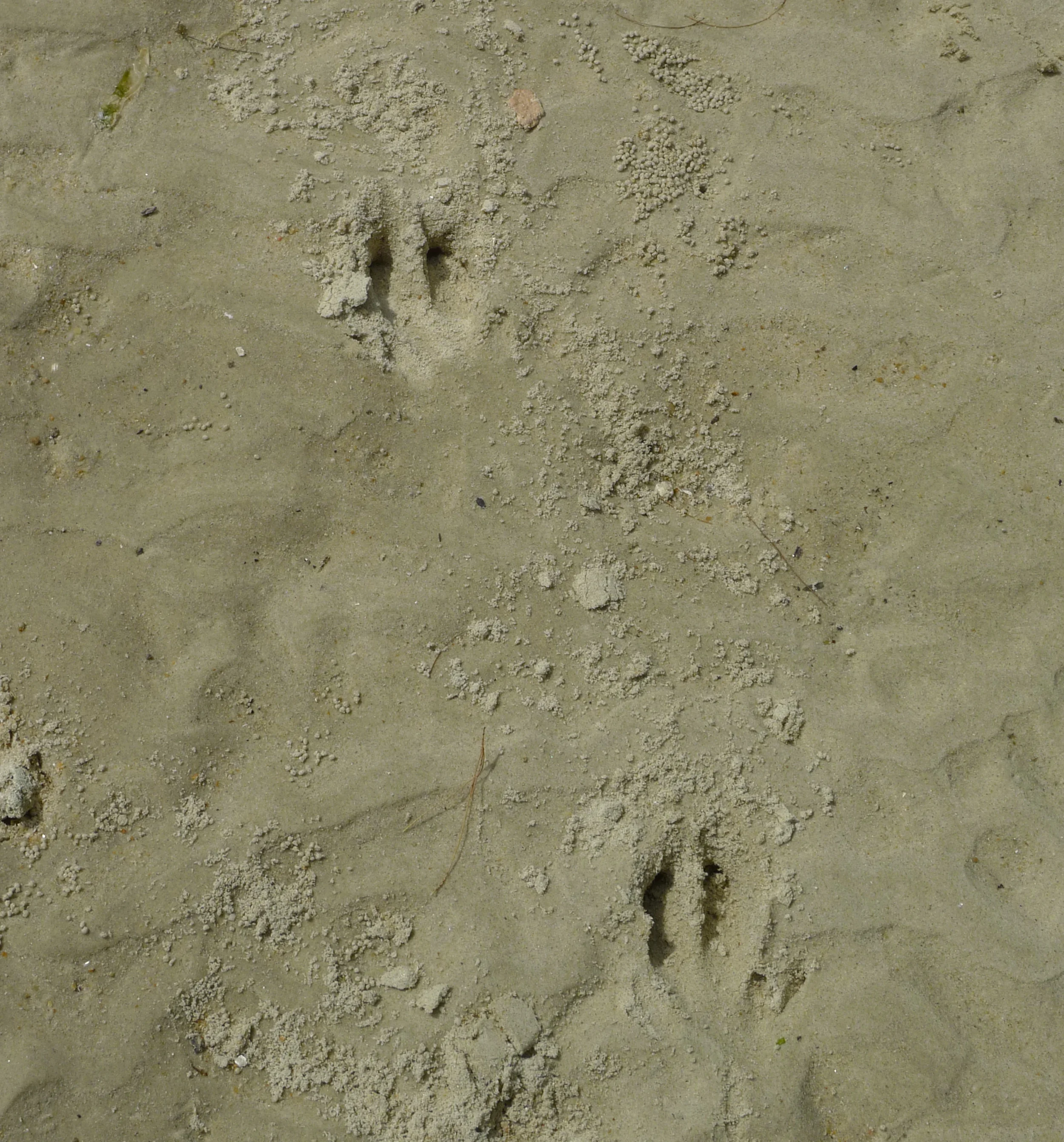 Wild Boar tracks on Coney Island, Singapore