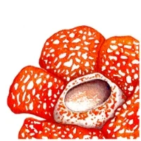 Landscape Architecture SCLD Singapore