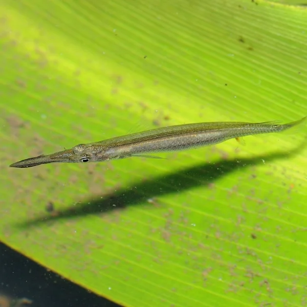 Fish &amp; Crustaceans