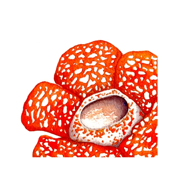 SCLD Landscape Design Icon wo box.jpg