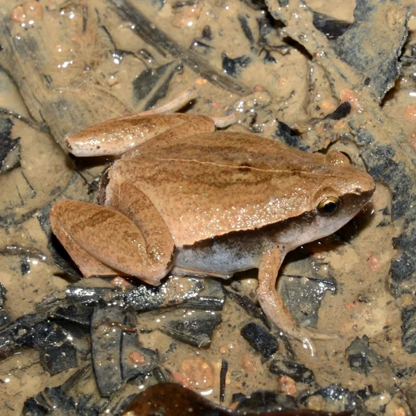 dark-sided-chorus-frog_2092_1200x900.jpg