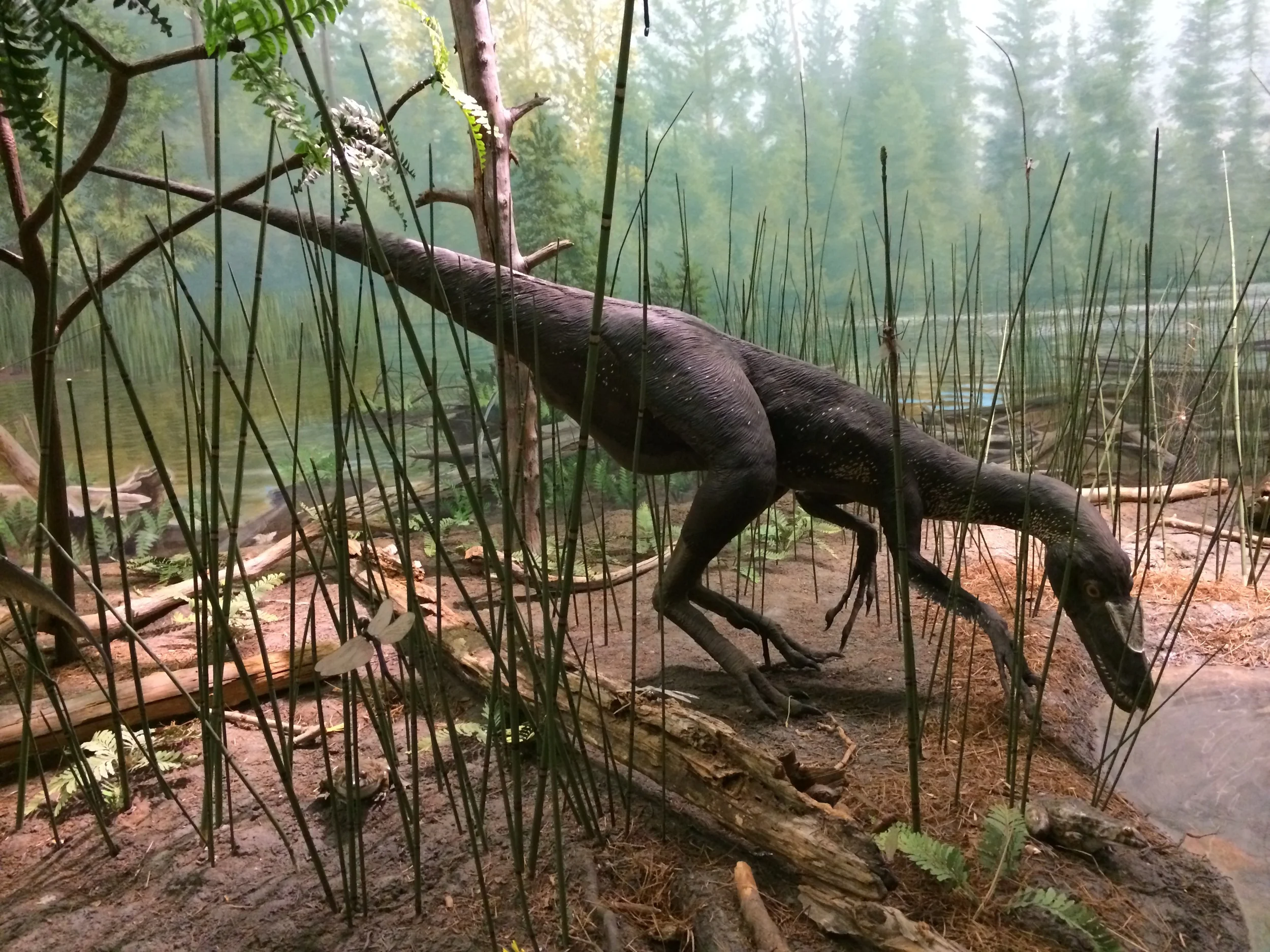 Liaoning forest
