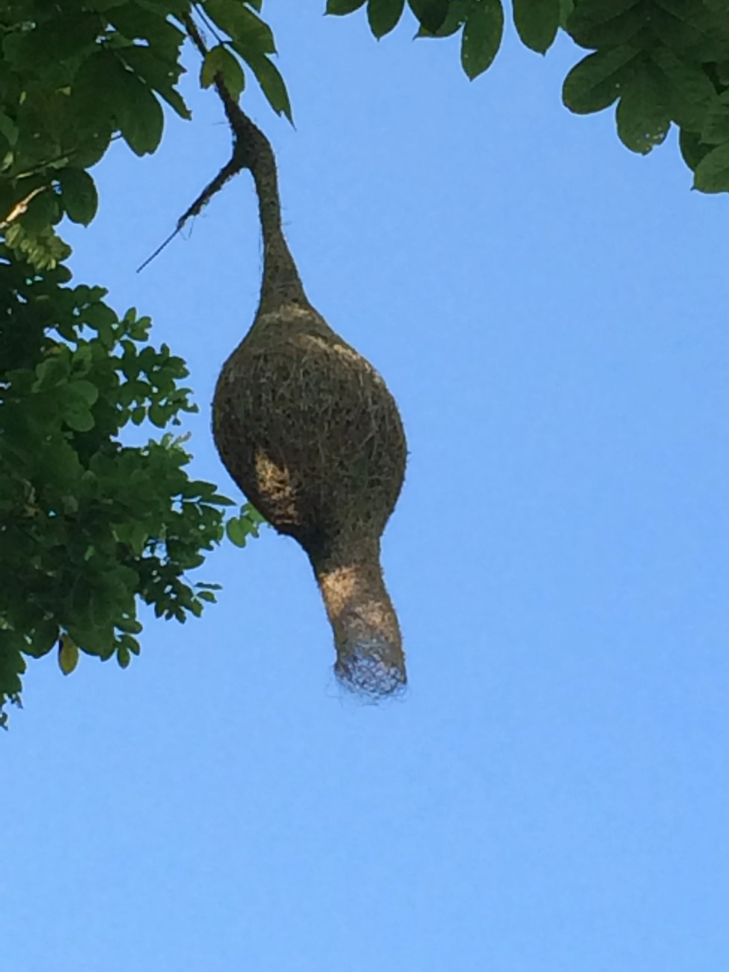 Baya Weaver Nest