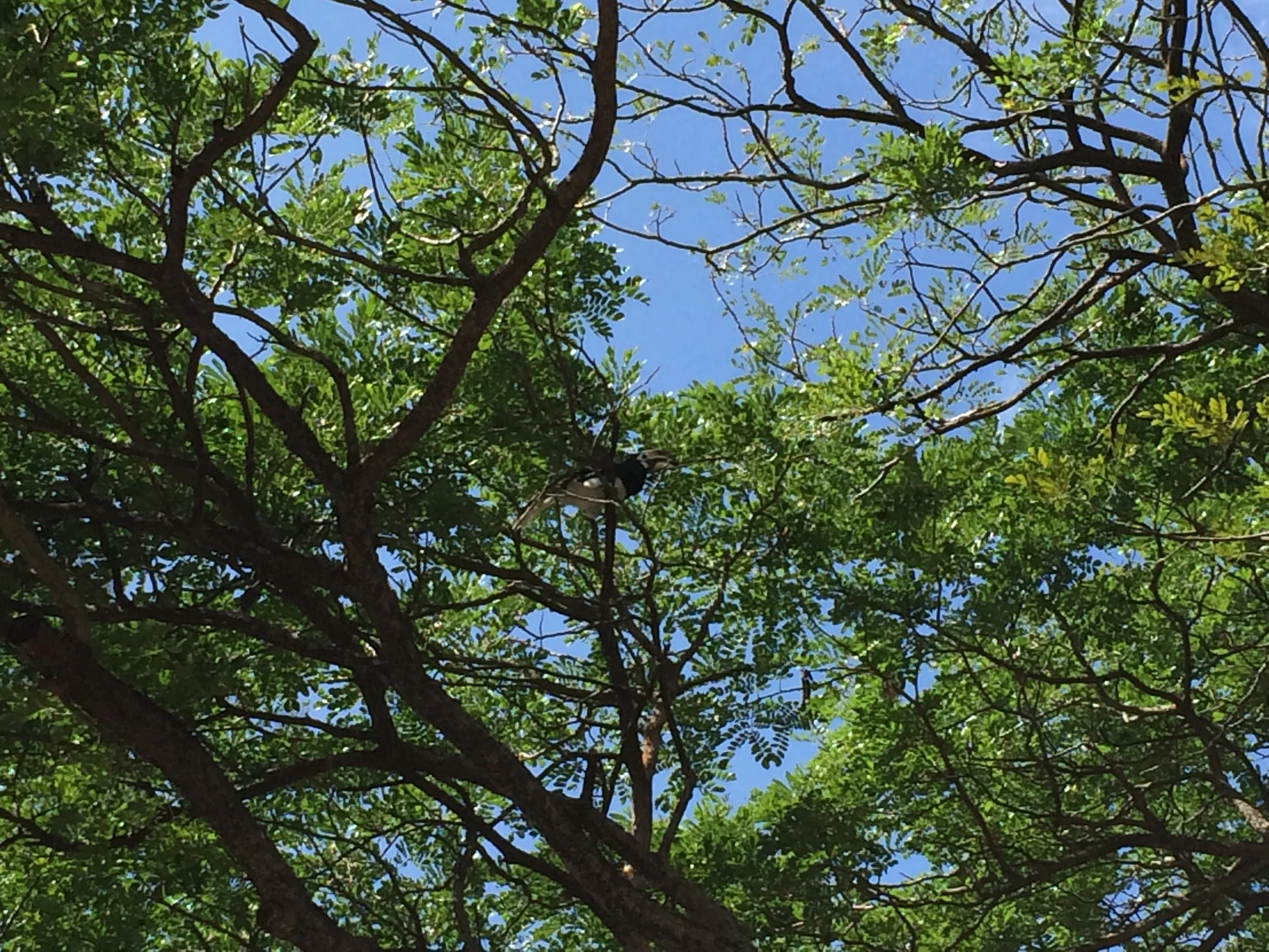 Oriental Pied Hornbill